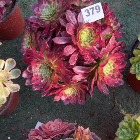 张****)379锦婳朵朵多肉，