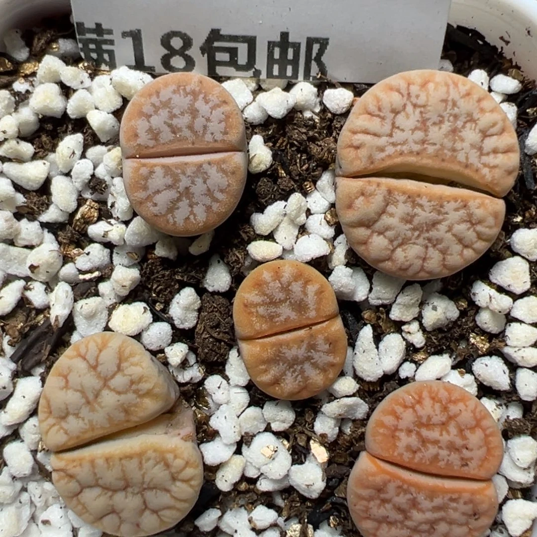 【闪购商品】1168……