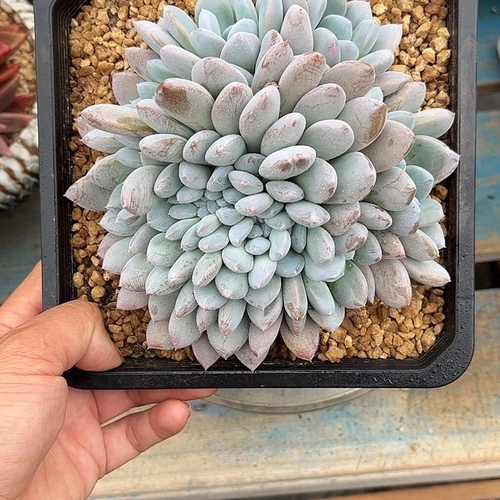 多肉植物一物一拍