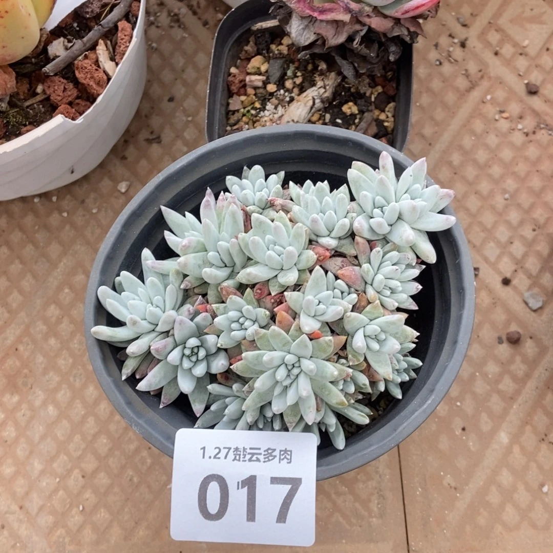 017多肉植物lll啦啦啦