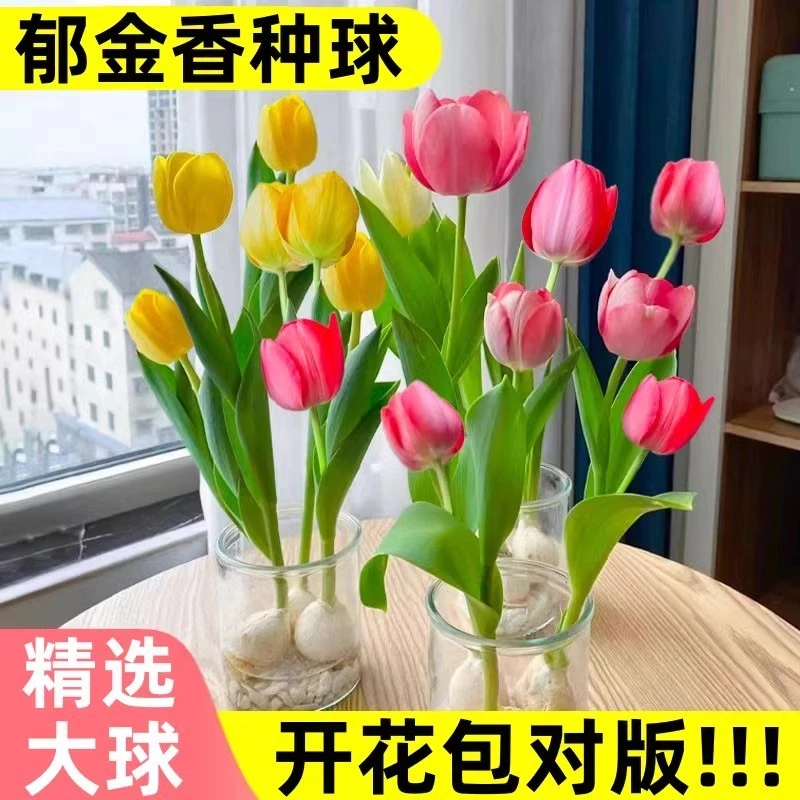 河兰进口郁金香种球水培花卉植物室内花种子盆栽花苗土培水养好活
