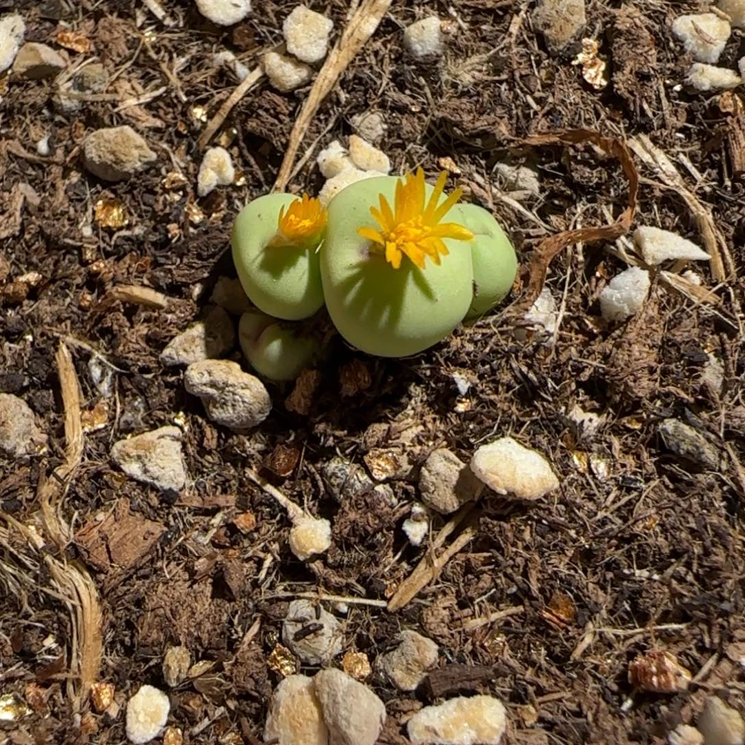 肉锥多肉植物组合-小红嘴605