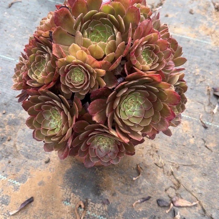 5-18多肉植物多肉