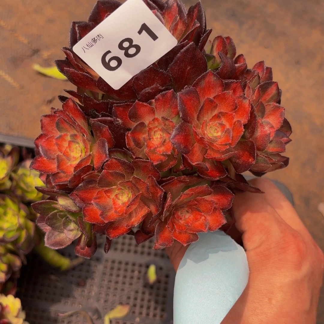 681多肉植物龙鳞无根