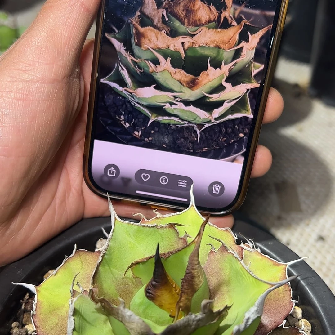 龙舌兰仁王冠特价植物