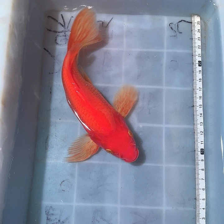 蝴蝶鲤鱼渔场直发14