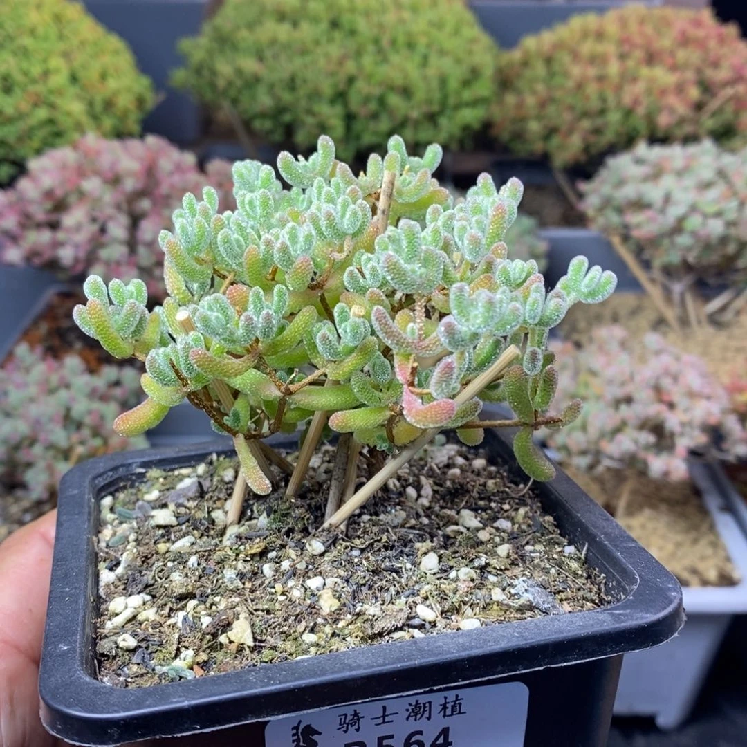 564优选冰晶枝干