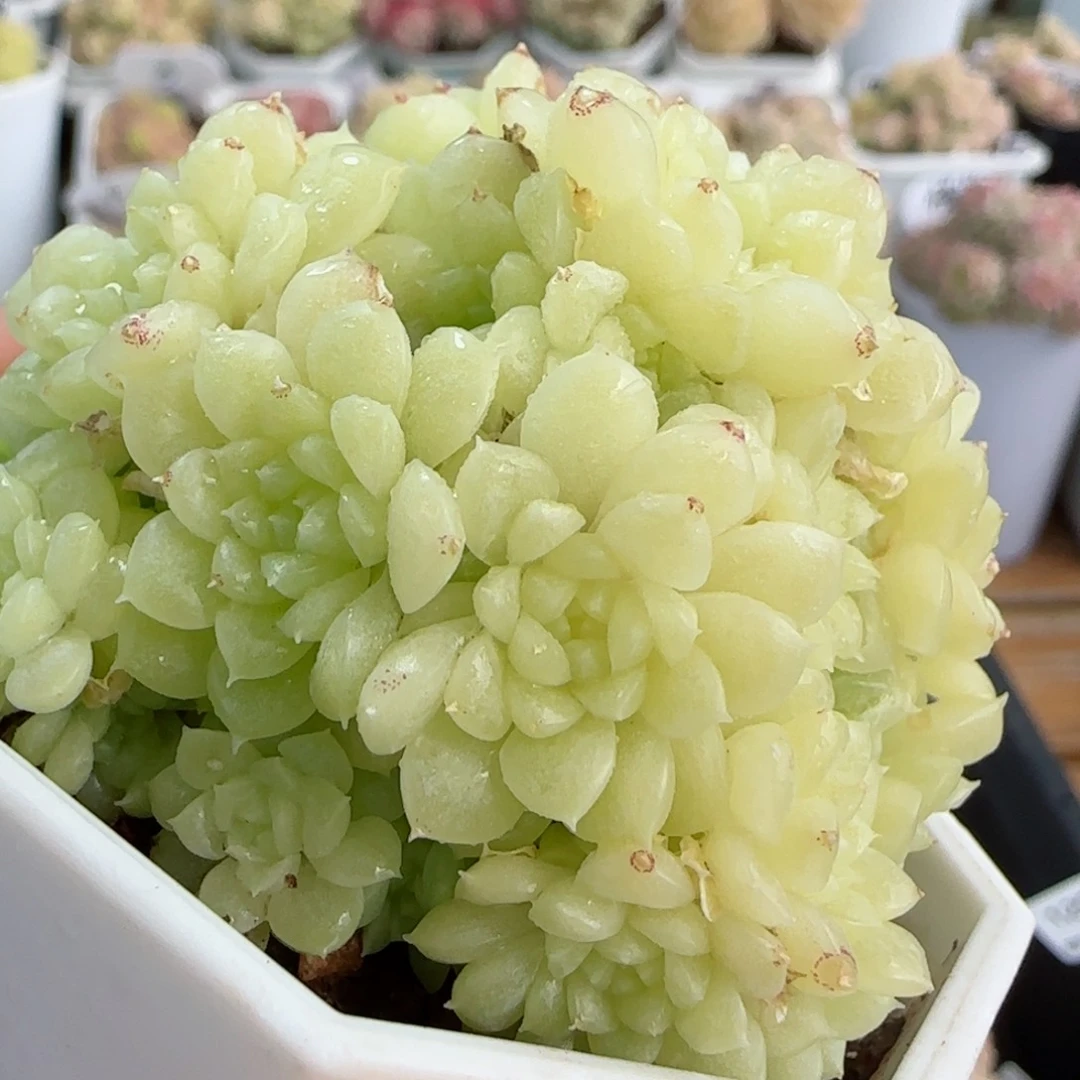 【闪购商品】0225-139玉透优选麦杆