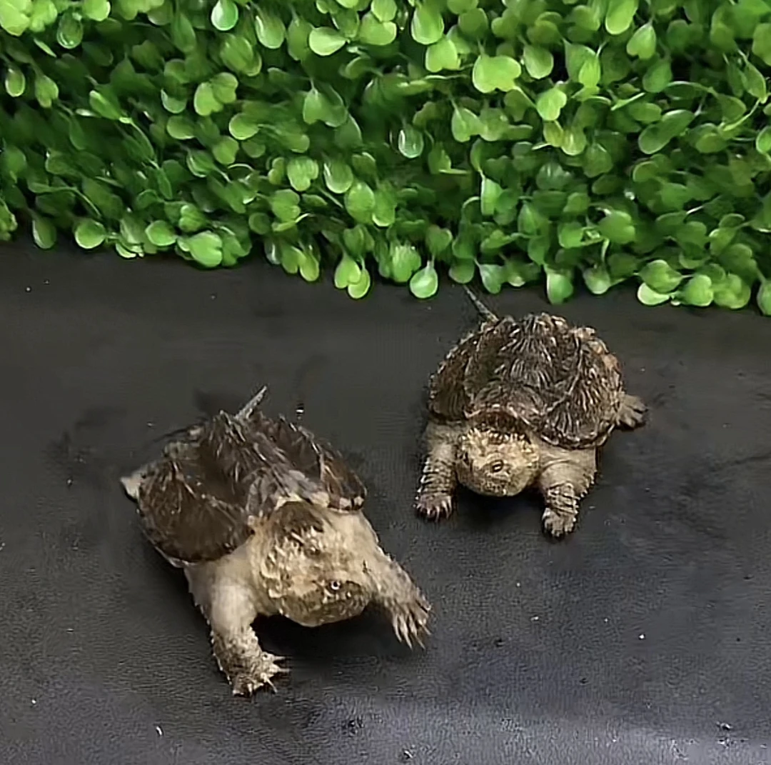 直播专用观赏性人工养殖小乌龟