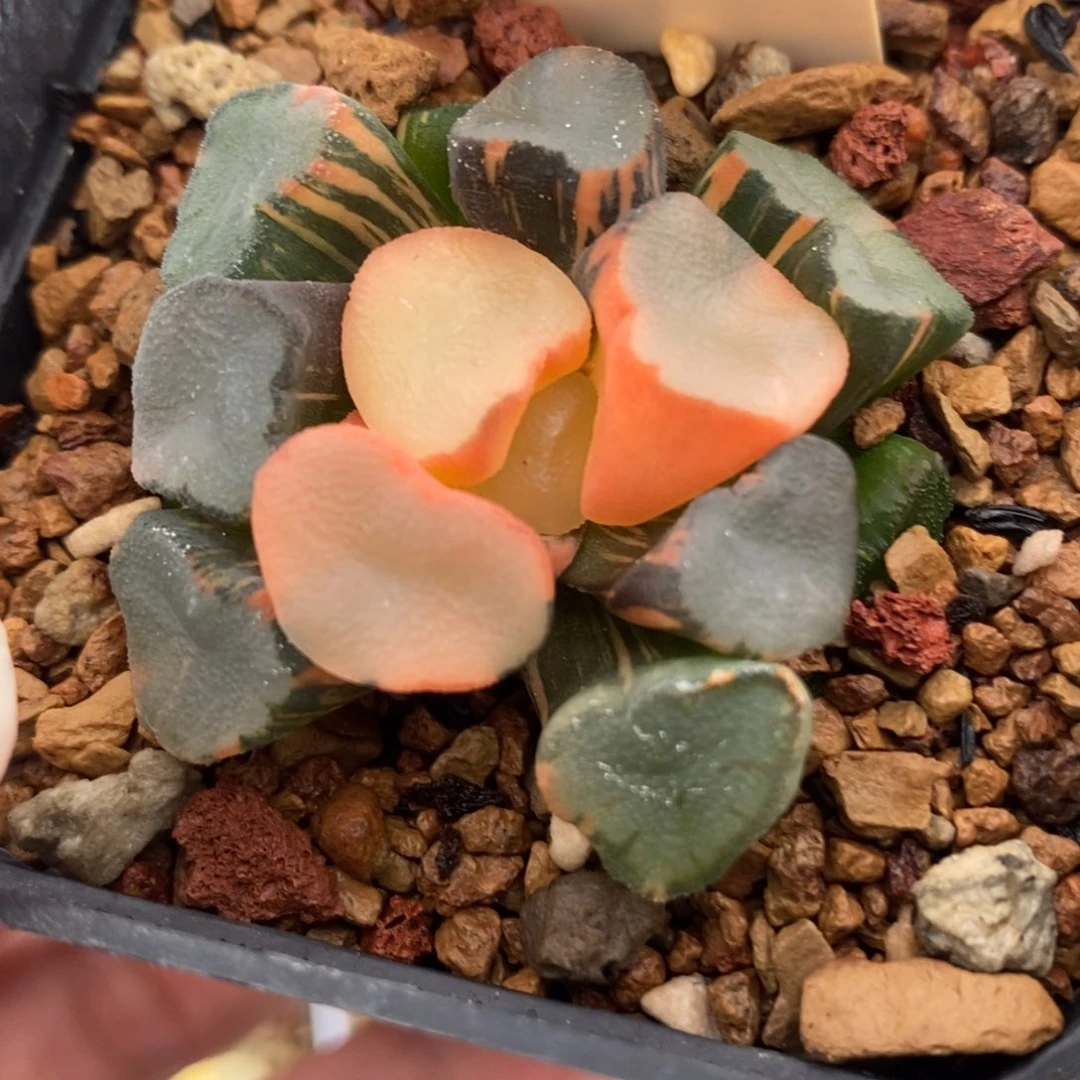 44空门万象锦一物一拍