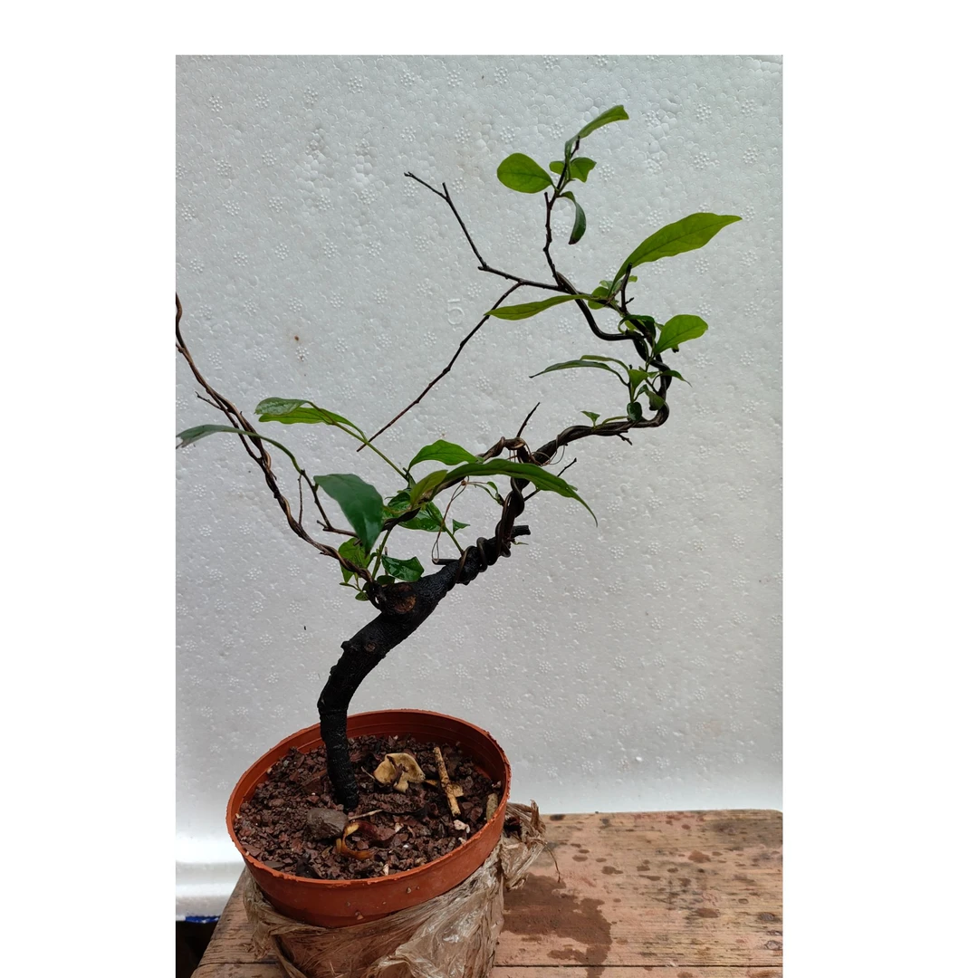 金弹子直播间链接请勿乱拍