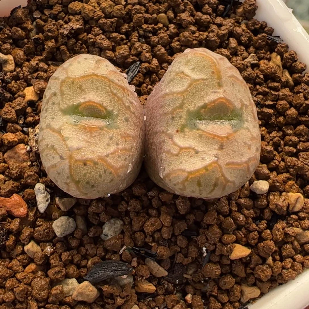 412多肉植物百科