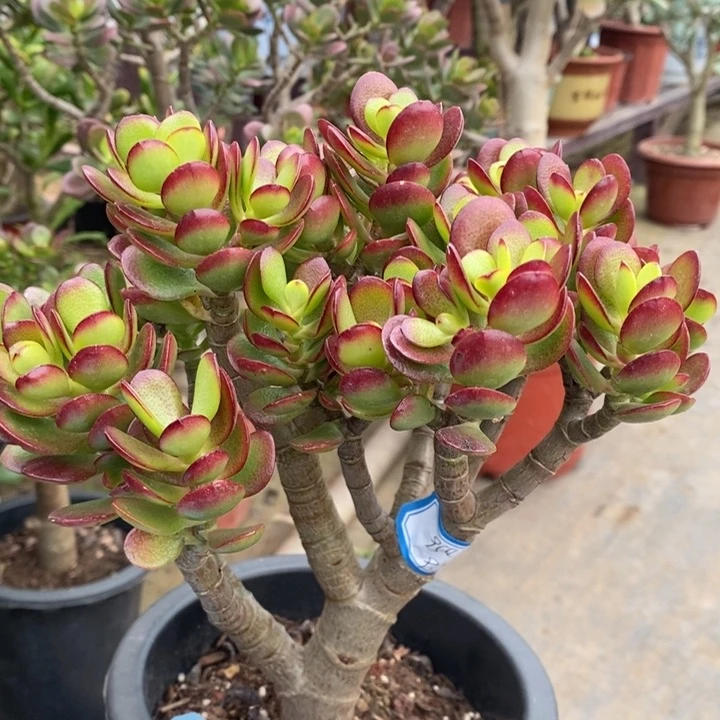 姬红花月一物一拍