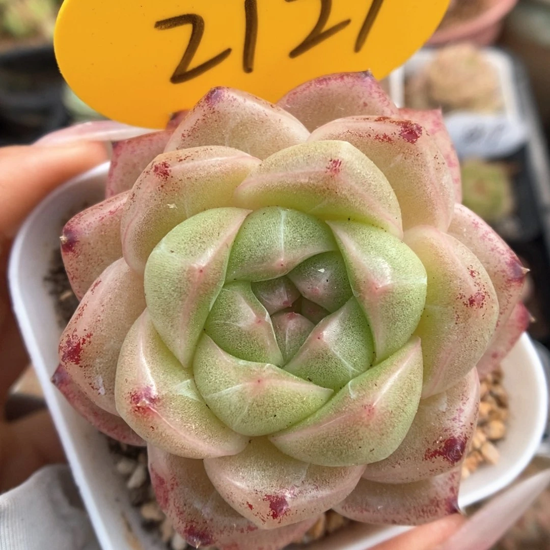 珍妮麦秆可拍2121号。