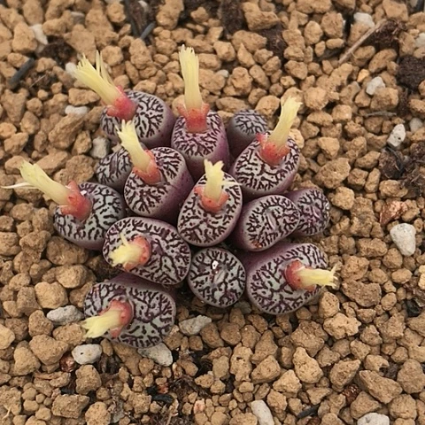 多肉肉锥 14头714墨小锥