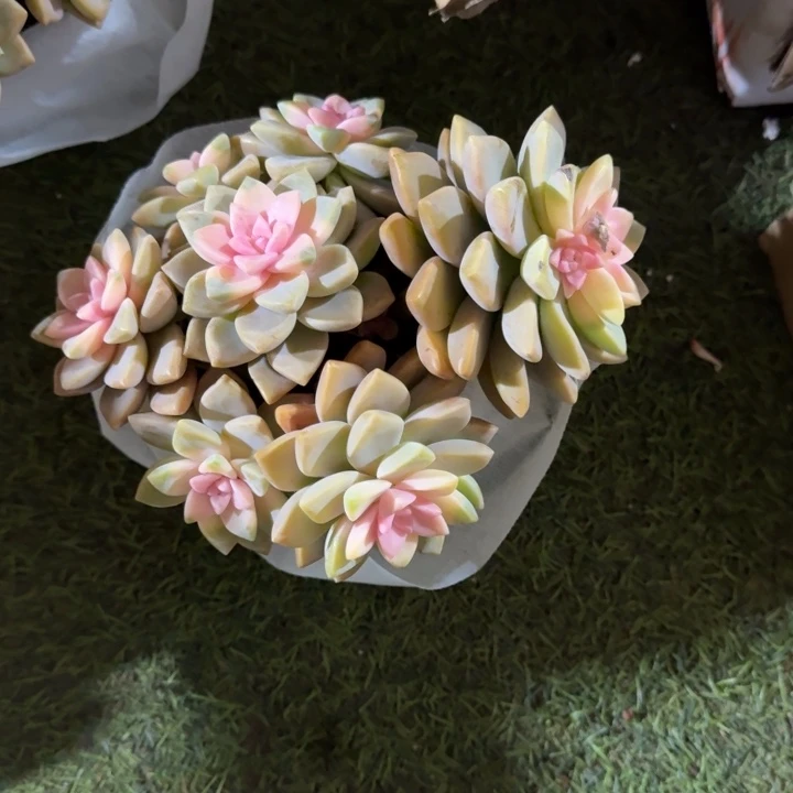 完全开放淡雪多肉