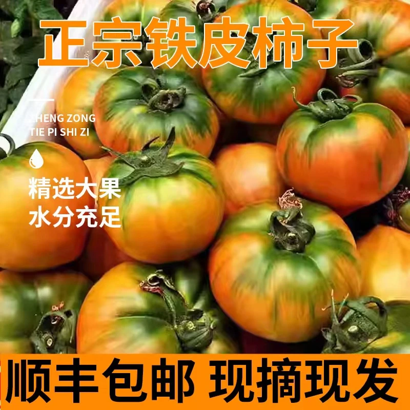 大连精品铁皮柿子草莓柿子西红柿草莓柿子碱地柿子【绿色食品】