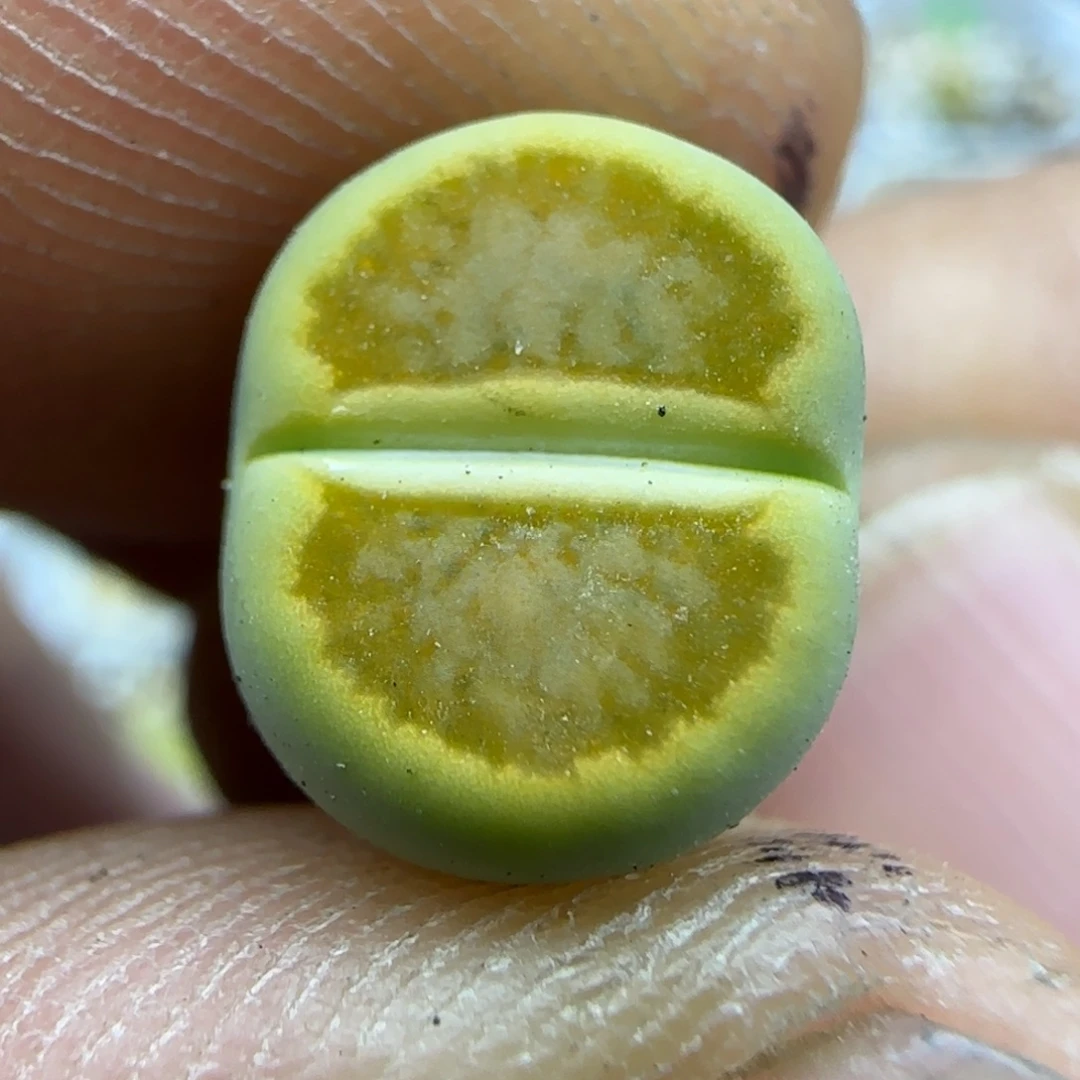 001开播福利生石花大棚直播