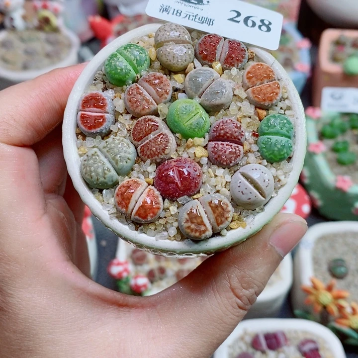 生石花花花花花花花268