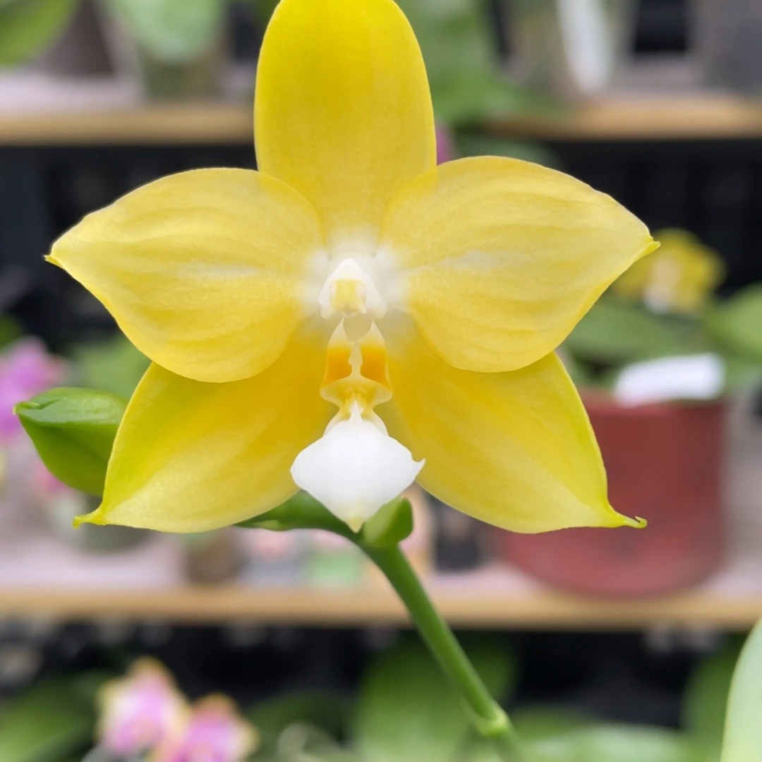 大部分花苞少量开放