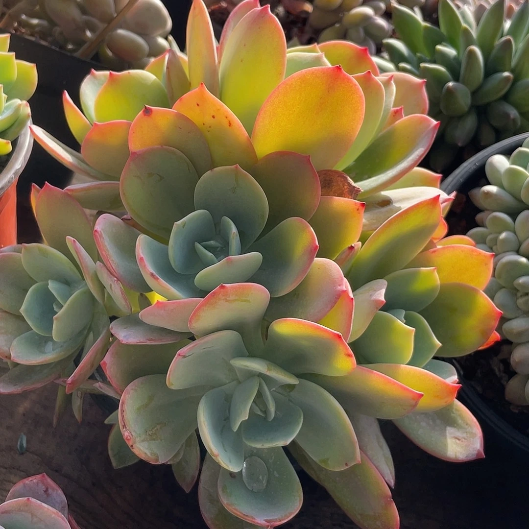 抹茶群生多肉植物