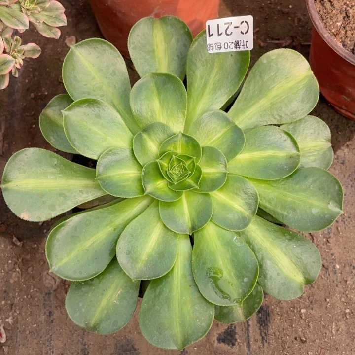 211香中班多肉123445789