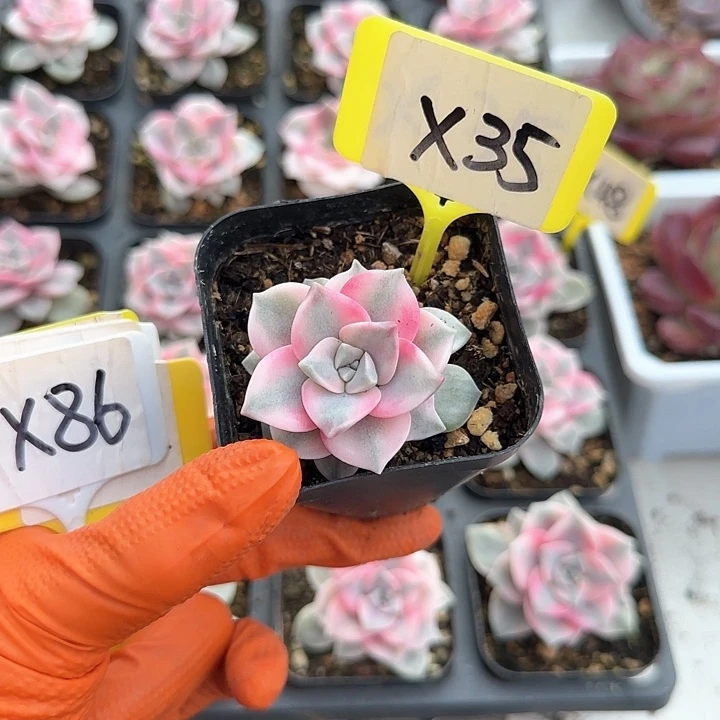 DX35紫乐锦单头多肉