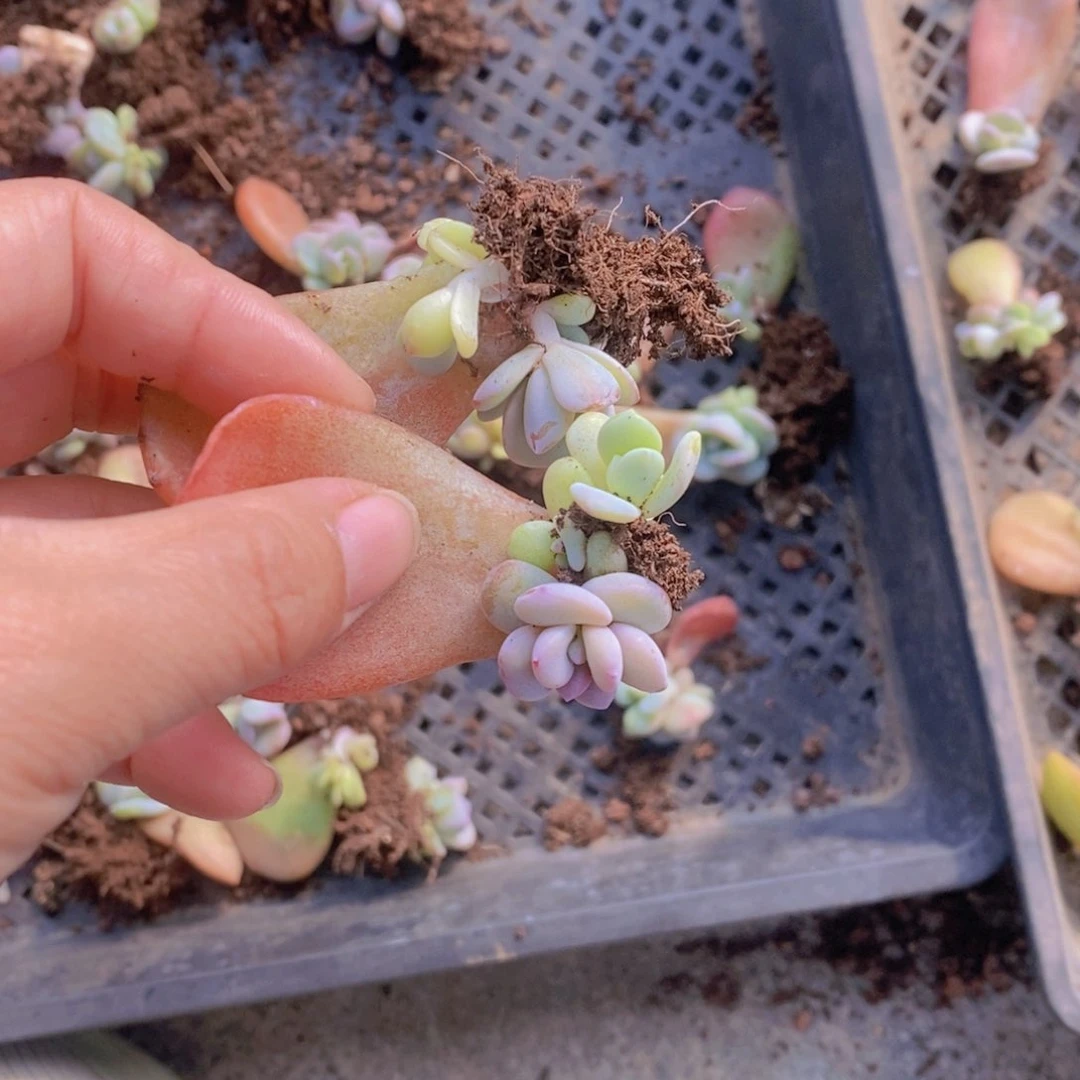 4头奶茶叶插苗10棵58包邮。