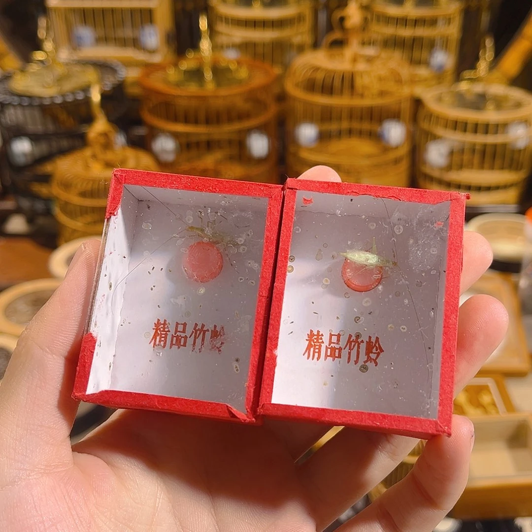 蟋蟀两只怪叫竹蛉