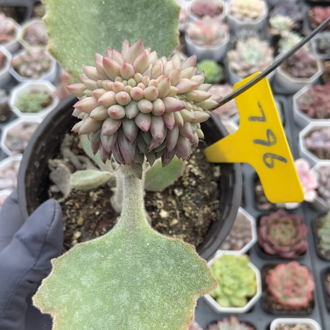 796车厘子缀多肉植物多肉