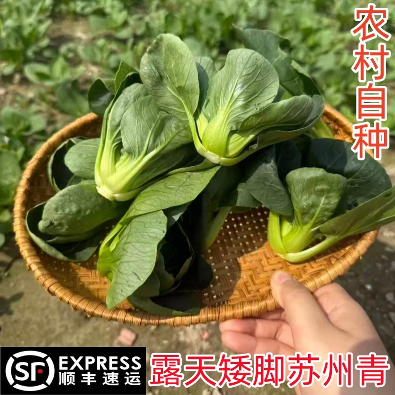 【顺丰包邮】矮脚小青菜黑叶青菜太湖菜苏州青现摘现发新鲜
