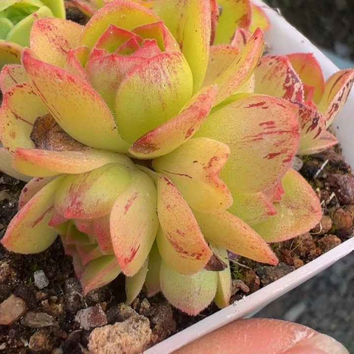 向**花不知名 t112. 多肉