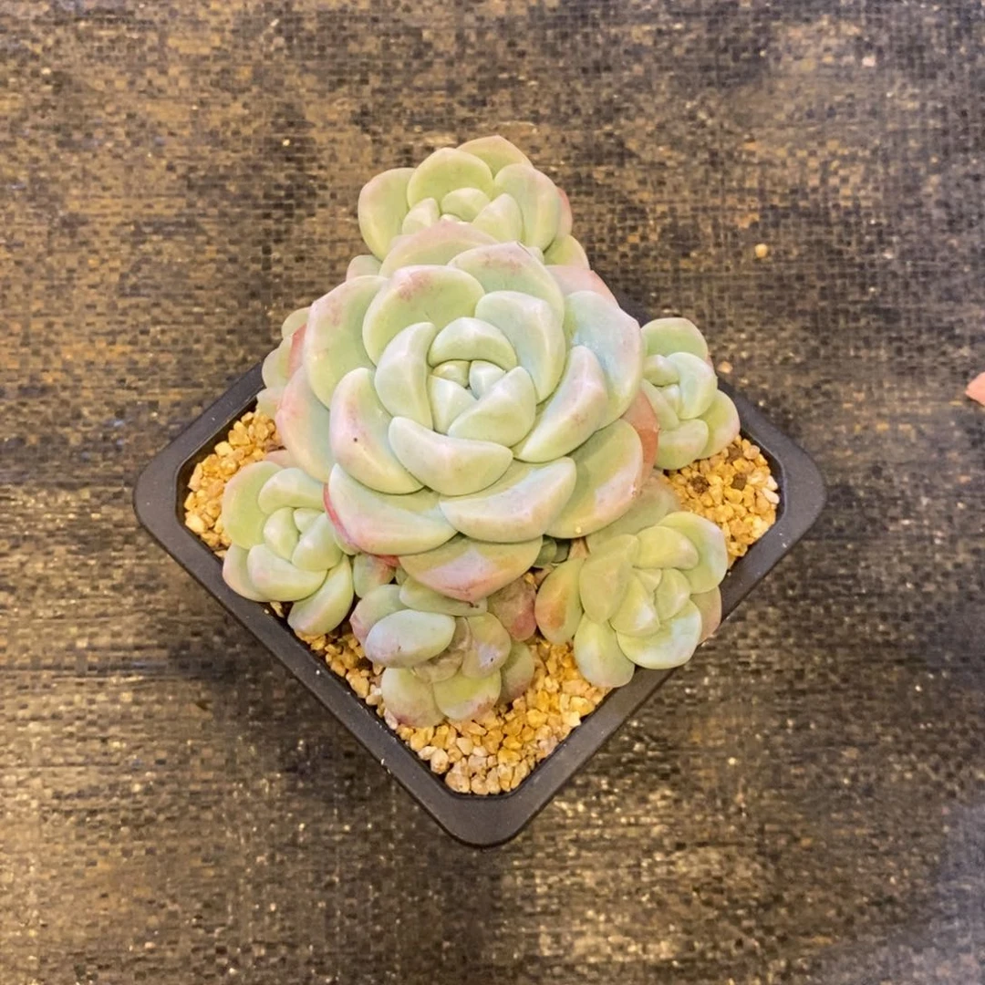 极**人自然群冰玉，123456789