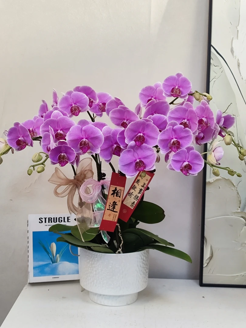 蝴蝶兰 【粉钻】真花 秋冬耐寒花卉 四季开花 多样性发货
