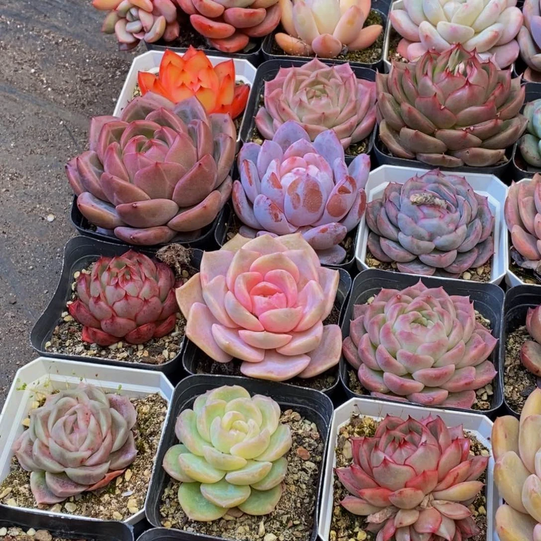 苏**干754多人在一起的时候