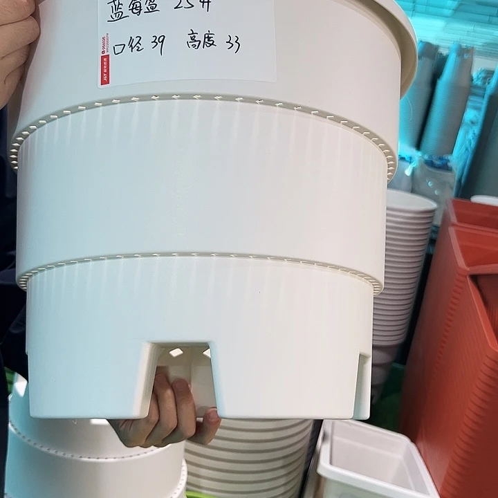 正品蓝莓盆口39高33白色无托3只