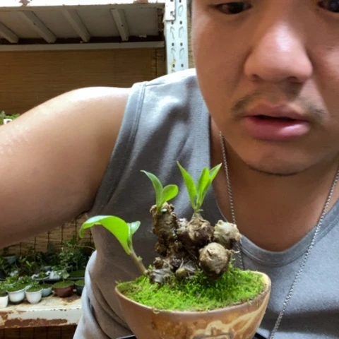 红陶一物一拍所见即所得142