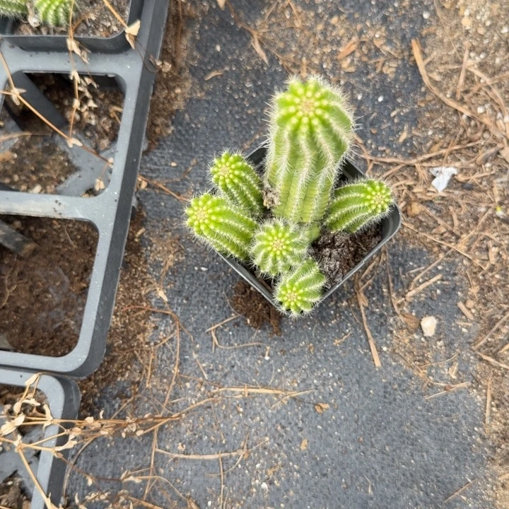 白檀仙人掌384带跟带仔