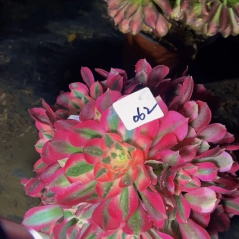 粉女巫多肉植物62多肉