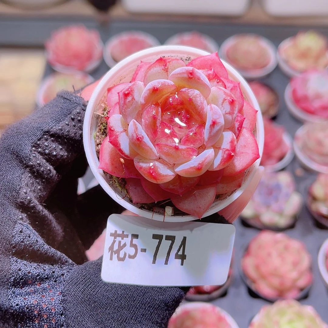 花利美5-774雪颜玉