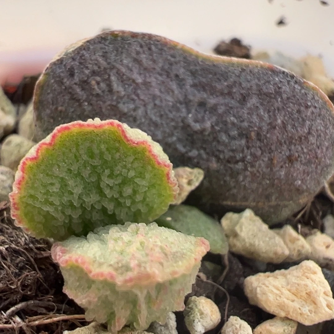 腰子型实生新品大苗多肉植物