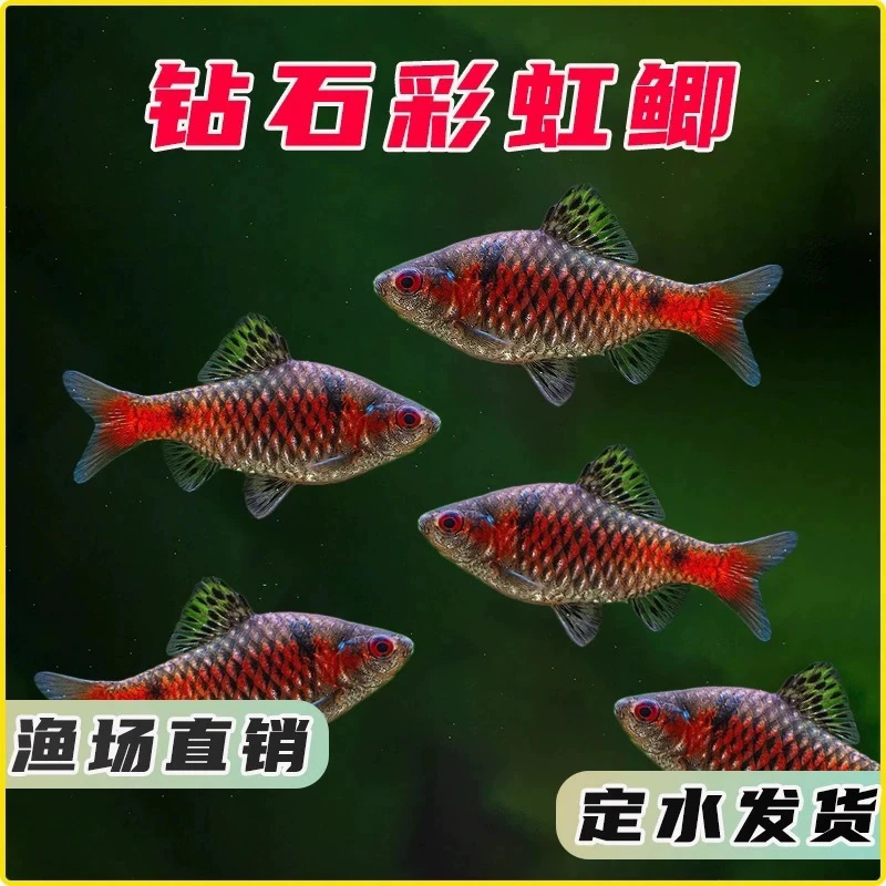 钻石彩虹鲫进口鲤科冷水耐寒耐养热带鱼原生鱼小型活体群游观赏鱼