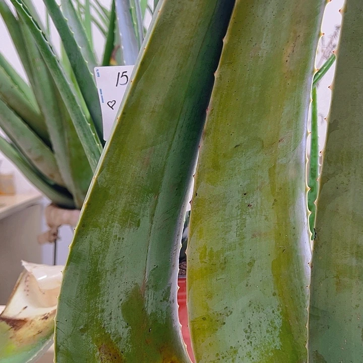 3片食用叶片，每片900一片1000左右