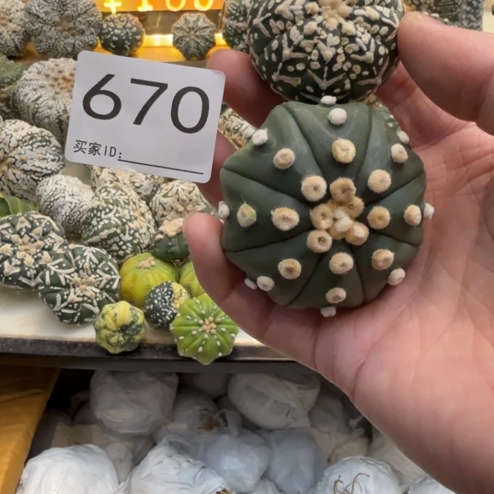 兜星球仙人球670号