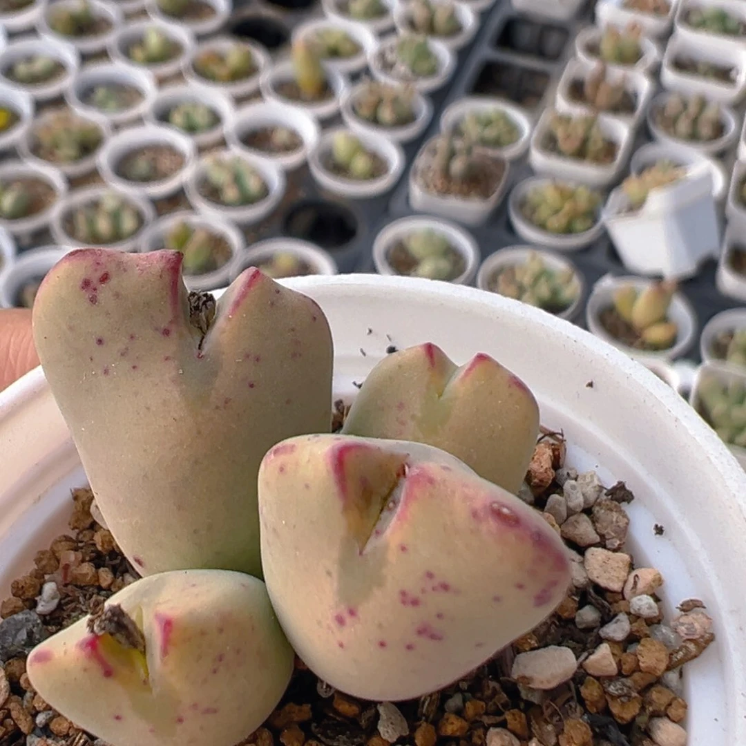 162多肉植物百科知识