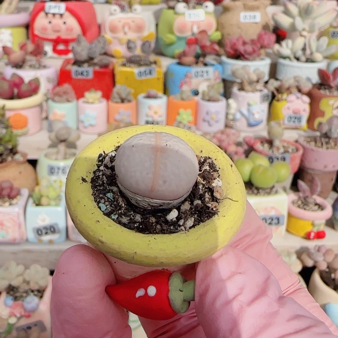 六***六高尔夫 减掉一包土