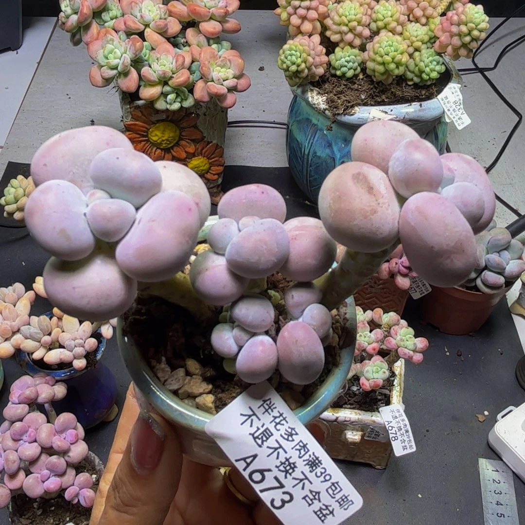 N***y芭比奶酪673/8cm多肉