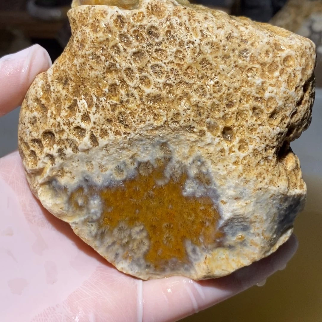 【闪购商品】硅化玉珊瑚玉未镶嵌