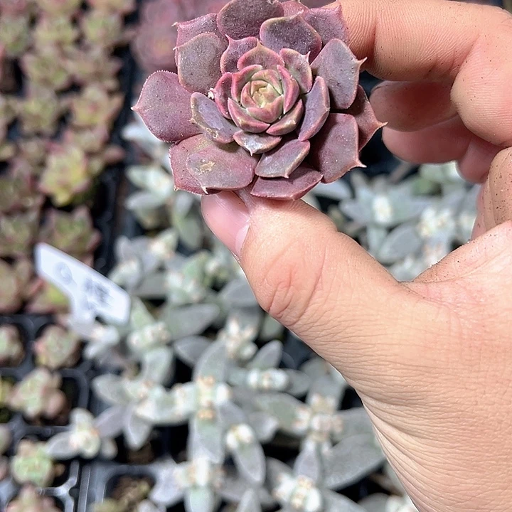 棕玫瑰 满10颗包邮