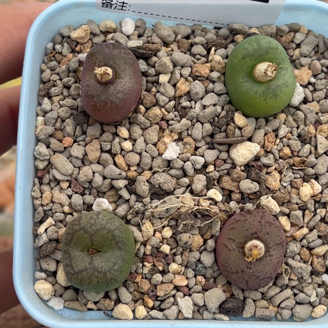 7612毛杂4颗尺寸1.8